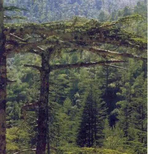 Nomad's Nook - Mediterranean Boho Escape